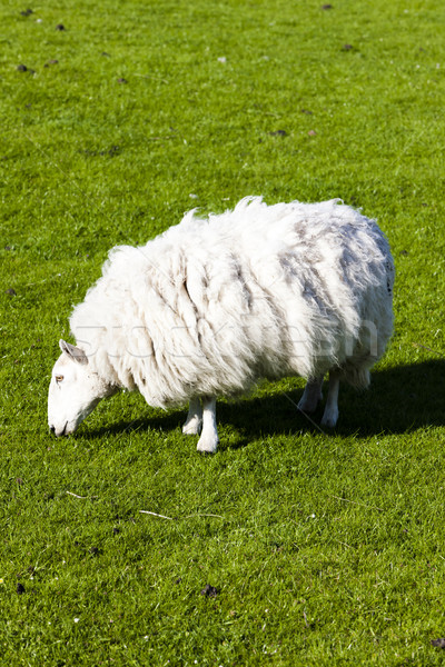 sheep on meadow, Highlands, Scotland Stock photo © phbcz