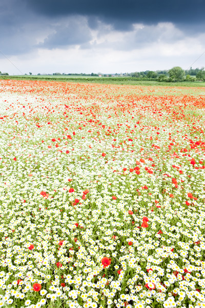 Verano pradera flor flor hierba paisaje Foto stock © phbcz