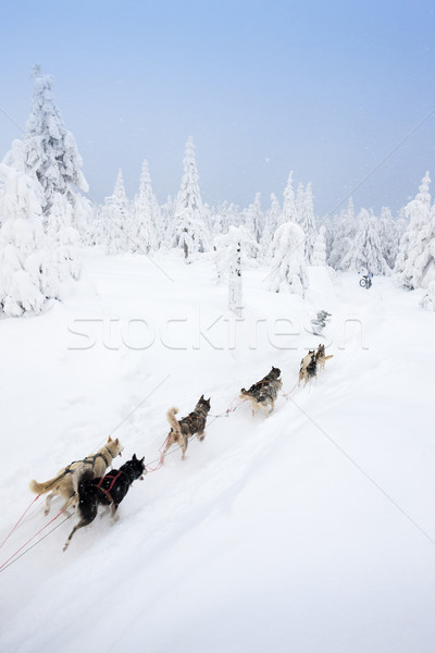 sledge dogging, Sedivacek''s long, Czech Republic Stock photo © phbcz