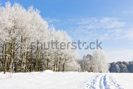 [[stock_photo]]: Hiver · paysage · République · tchèque · neige · arbres · plantes