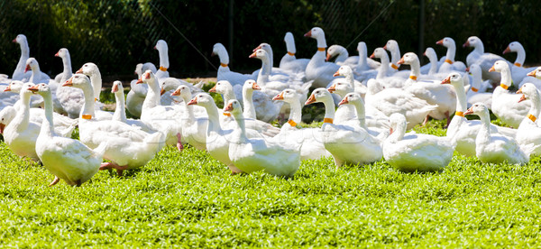 Ganso fazenda República Checa pássaro grupo europa Foto stock © phbcz