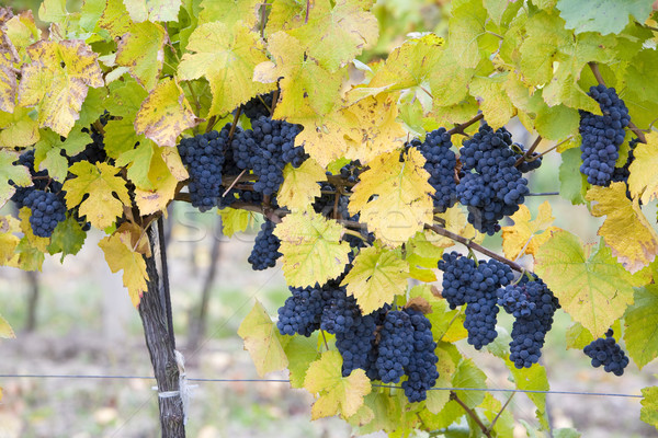 vineyard Jecmeniste, Eko Hnizdo, Czech Republic Stock photo © phbcz
