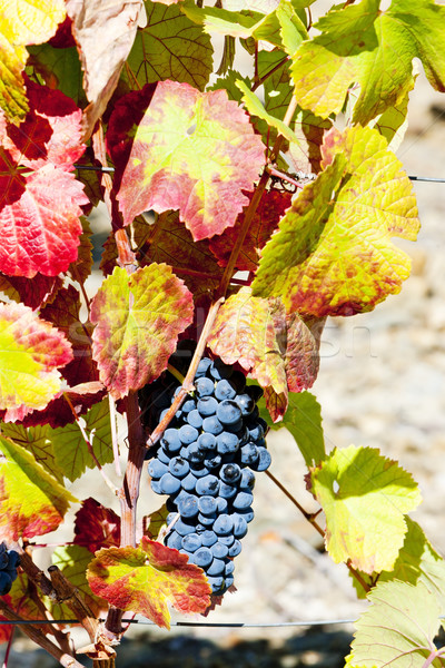 red grapes, Douro Valley, Portugal Stock photo © phbcz