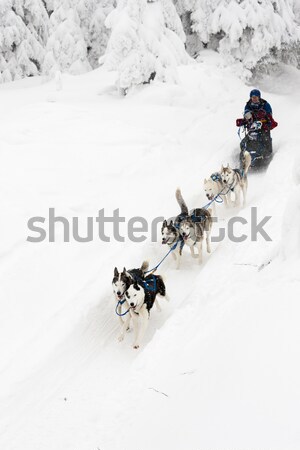 Sanki długo Czechy śniegu uruchomiony wyścigu Zdjęcia stock © phbcz