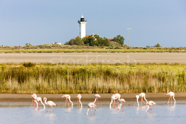flamingos and Gacholle lighthouse, Parc Regional de Camargue, Pr Stock photo © phbcz