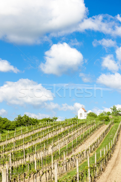 Stock photo: spring vineyard near Hnanice, Southern Moravia, Czech Republic