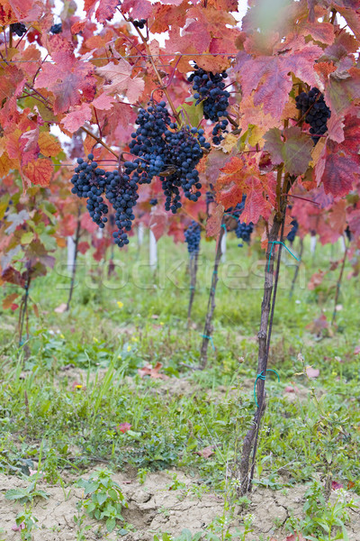vineyard, Czech Republic Stock photo © phbcz