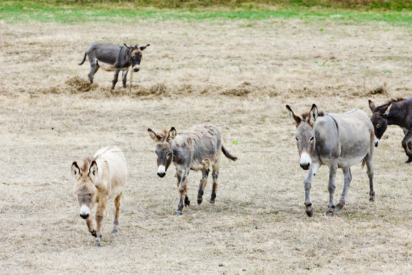 donkeys, Navarre, Spain Stock photo © phbcz