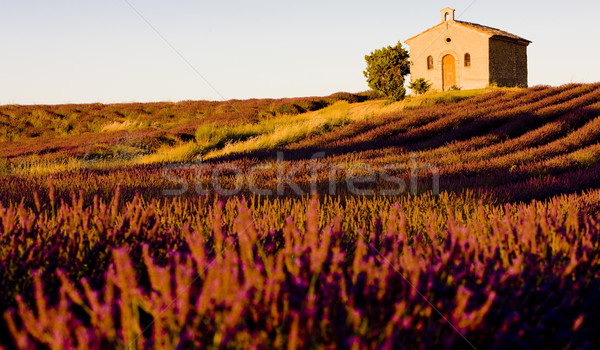 Kapel lavendel veld plateau bloem gebouw veld Stockfoto © phbcz