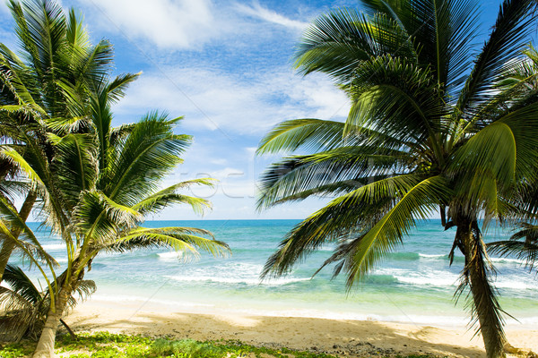 巴巴多斯 加勒比的 樹 景觀 海 夏天 商業照片 © phbcz