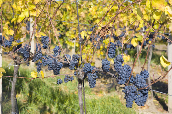 grapevines in vineyard Jecmeniste, Eko Hnizdo, Czech Republic Stock photo © phbcz