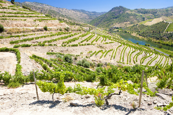 Stok fotoğraf: Vadi · Portekiz · manzara · seyahat · asma · açık