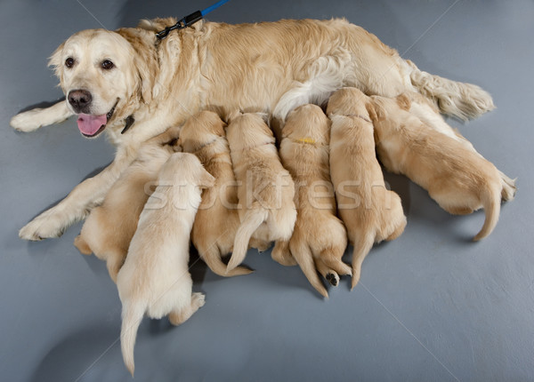 female dog of golden retriever with puppies Stock photo © phbcz