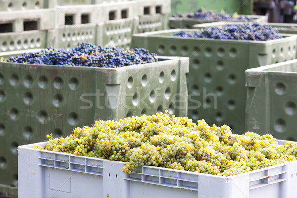 Foto stock: Vinho · colheita · República · Checa · comida · uva