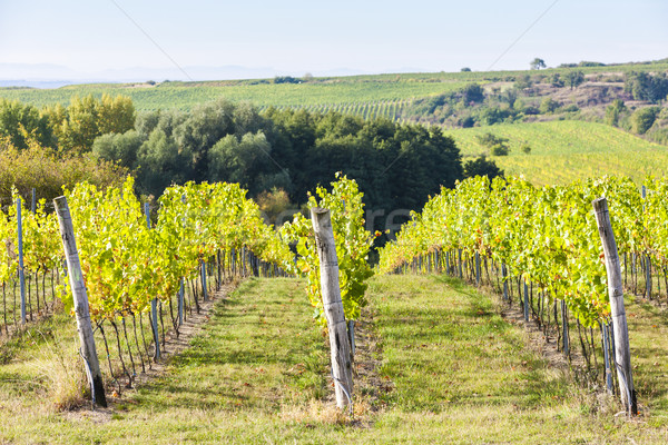 vineyard near Hnanice, Southern Moravia, Czech Republic Stock photo © phbcz
