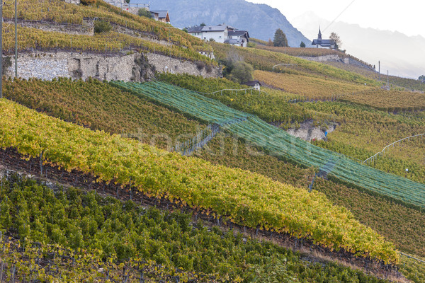 Stock photo: vineyards in Sion region, canton Valais, Switzerland