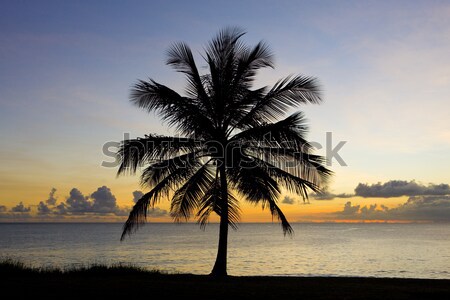 sunset over Caribbean Sea, Barbados Stock photo © phbcz