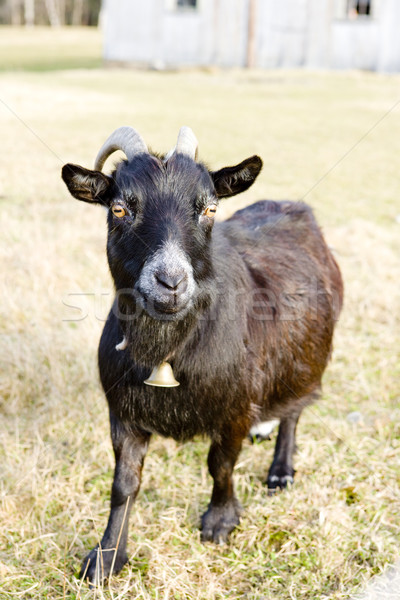 goat, Vermont, USA Stock photo © phbcz