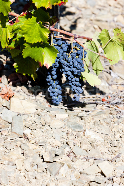 red grapes, Douro Valley, Portugal Stock photo © phbcz