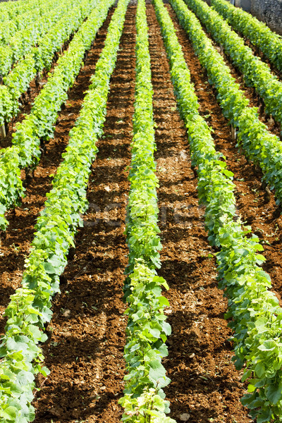 vineyard near Brochon, Cote de Nuits, Burgundy, France Stock photo © phbcz