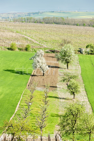 Stock photo: landscape near Vrbice, Czech Republic