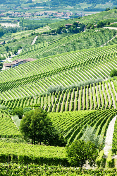 Stock photo: vineyars near Barbaresco, Piedmont, Italy