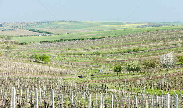Stock photo: vineyard called Noviny near Cejkovice, Czech Republic