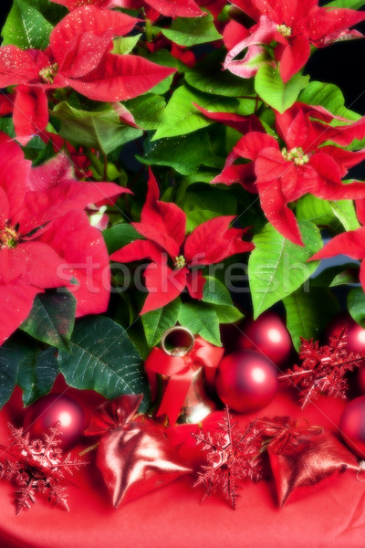 Christmas still life with Poinsettia Stock photo © phbcz