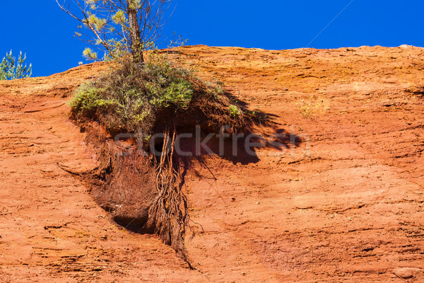 Colorado Francja drzewo charakter rock Europie Zdjęcia stock © phbcz