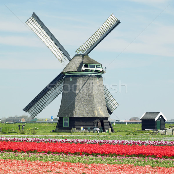 Szélmalom tulipán mező virágok tavasz természet Stock fotó © phbcz