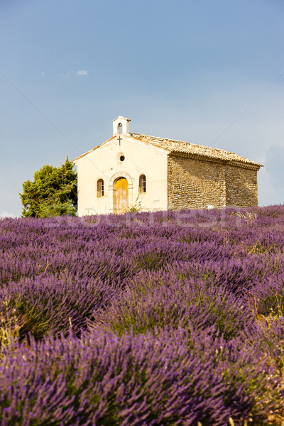 chapel with lavender field, Plateau de Valensole, Provence, Fran Stock photo © phbcz