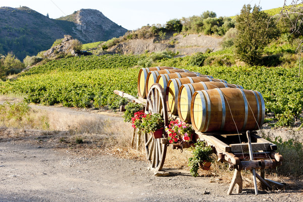 vineyard with barrels, Villeneuve-les-Corbieres, Languedoc-Rouss Stock photo © phbcz