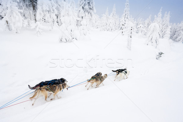 Sanki długo Czechy charakter śniegu uruchomiony Zdjęcia stock © phbcz