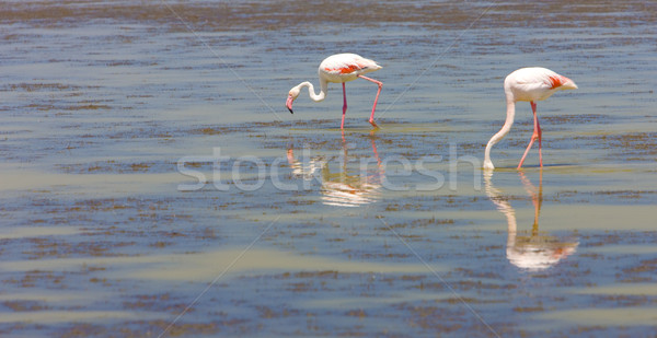 Fransa doğa kuş kuşlar hayvanlar flamingo Stok fotoğraf © phbcz