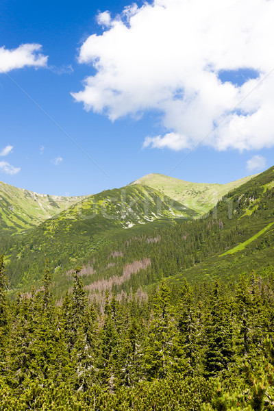 Stock foto: Tal · groß · Slowakei · Baum · Wald · Landschaft