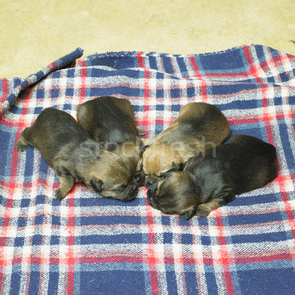 Foto stock: Filhotes · de · cachorro · fronteira · terrier · cães · animal · adormecido