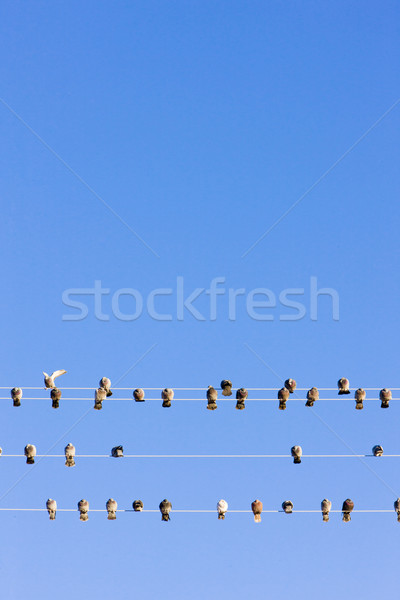 birds sitting on wire, Nevada, USA Stock photo © phbcz