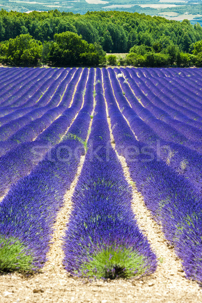 Lavendelfeld Frankreich Blume Natur Lavendel Landschaft Stock foto © phbcz