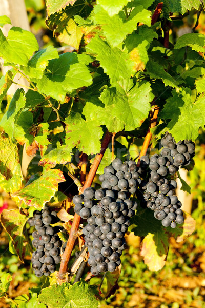 Vinha França folha outono uvas Foto stock © phbcz
