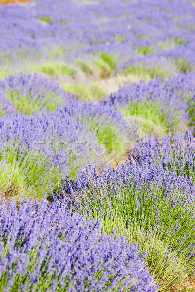 Camp lavanda platou Franta floare natură fundal Imagine de stoc © phbcz