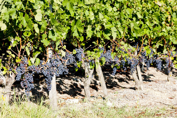 Stock photo: vineyard with blue grapes in Bordeaux Region, Aquitaine, France