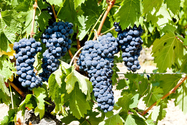 blue grape, La Rioja, Spain Stock photo © phbcz