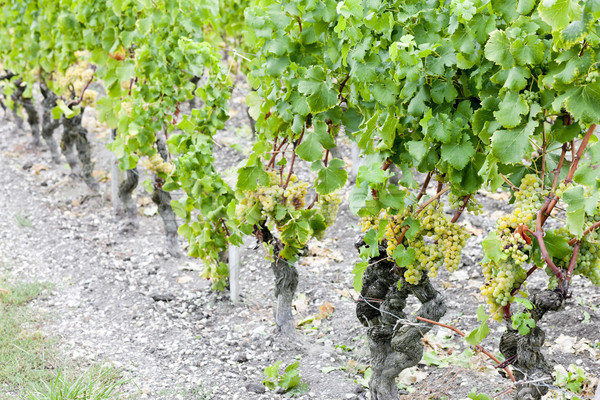 Biały winogron winnicy region Francja liści Zdjęcia stock © phbcz