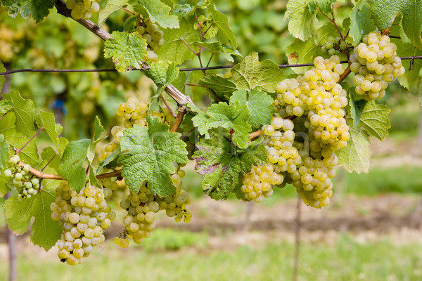 grapevines in vineyard, Czech Republic Stock photo © phbcz