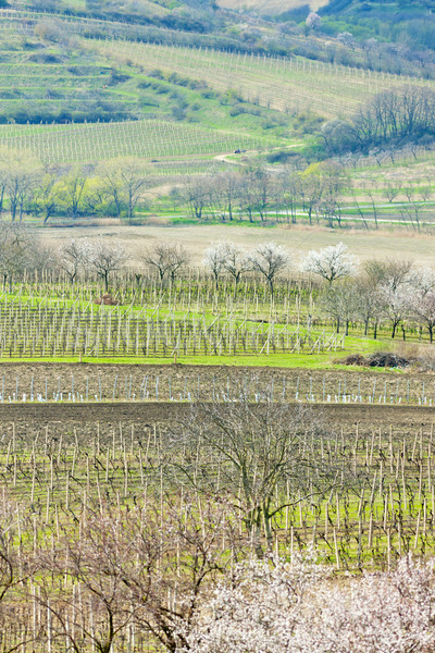 vineyard called Kravi hora near Kobyli, Czech Republic Stock photo © phbcz