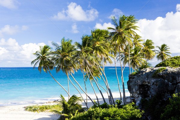 Unterseite Barbados Karibik Strand Natur Sommer Stock foto © phbcz