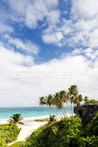 Alt Barbados caribbean ağaç manzara deniz Stok fotoğraf © phbcz