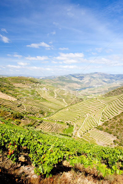 vineyars in Douro Valley, Portugal Stock photo © phbcz