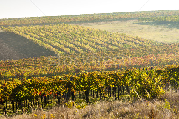 view of autumnal vineyards near Jetzelsdorf, Lower Austria, Aust Stock photo © phbcz