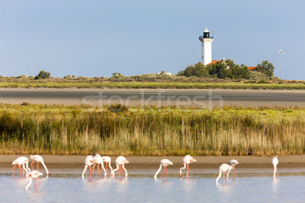 flamingos and Gacholle lighthouse, Parc Regional de Camargue, Pr Stock photo © phbcz